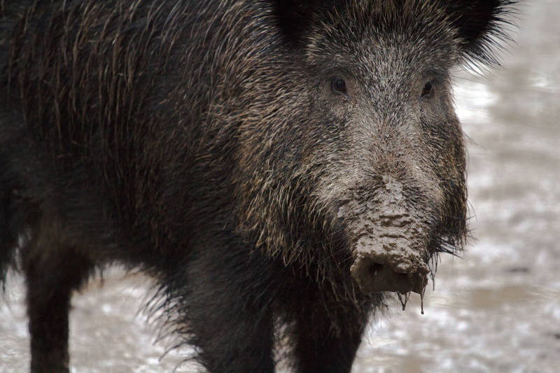 nature, sow, 5K, mud, pig, one animal, aggression, animal wildlife, wild boars, no people, forest, covered, close-up, animal head, vertebrate, animal themes