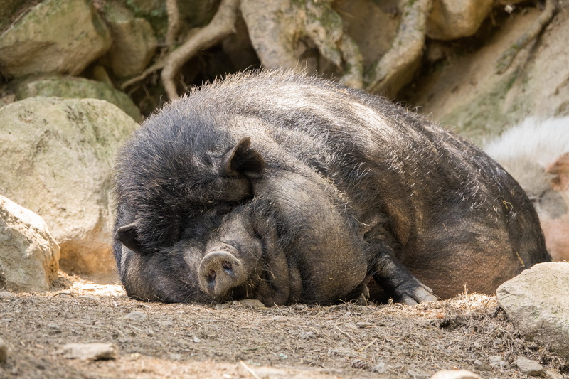 resting, peaceful, animal family, pot bellied pig, no people, lying, relaxation, land, animals in the wild, rock, ground, fat, outdoors, animal themes