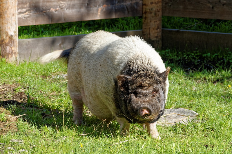 relaxation, land, piglet, snout, mammal, Sow, field, animal wildlife, Domestic Pig, no people, young Animal, outdoors, Livestock, domestic, one animal