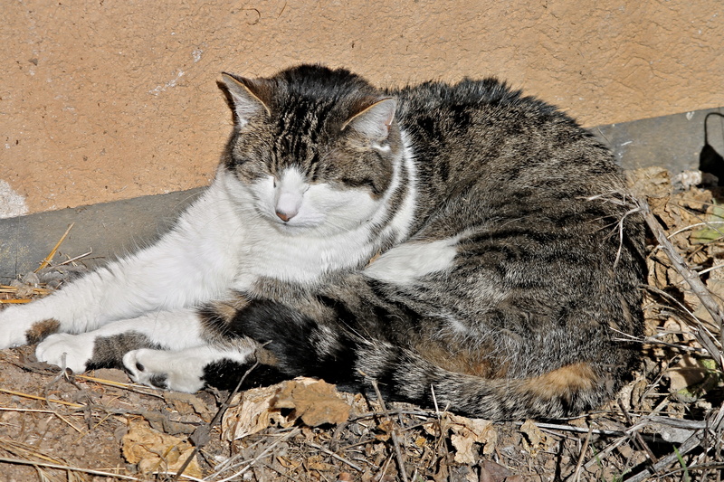 dozing, animal, mammal, whisker, cat fur, relaxation, portrait, 4K, eyes closed, field, cat face, fur, domestic, animal themes, fatigue, pets, vertebrate
