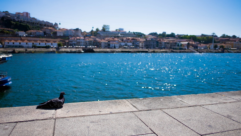 portugal, 4K, architecture, loneliness, blue, nature, river, outdoors, luís i bridge, animal wildlife, porto, animals in the wild, animal themes, bird