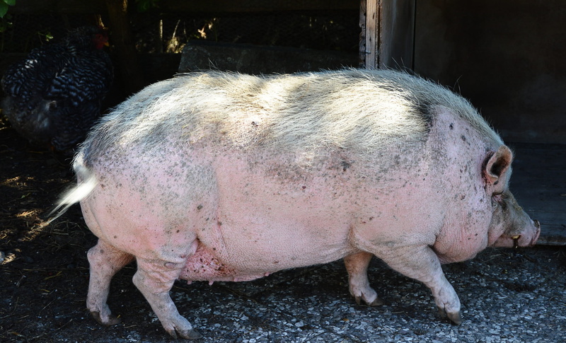 vertebrate, focus on foreground, domestic, domestic animals, nature, agriculture, pig, animal themes, close-up, day, pets, pet, mammal, slow, outdoors
