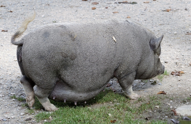 agriculture, land, full length, nature, dirty, field, female, domestic pig, happy pig, bristles, animals in the wild, no people, thick, day, livestock