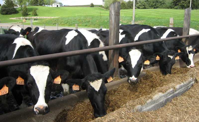 group, animal themes, herd, vertebrate, farming, livestock tag, animal head, animal, domestic, herbivorous, outdoors, food, patterns, animal pen, cattle