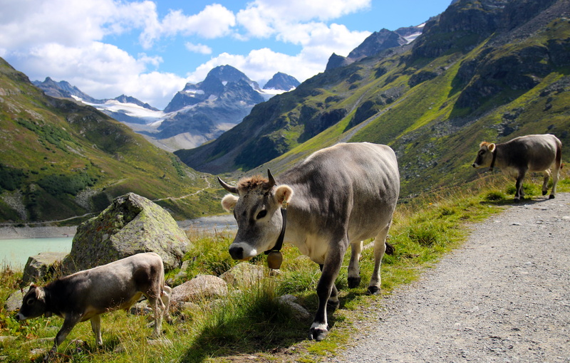 herbivorous, domestic, summer, pasture, scenics - nature, domestic animals, cows, animal themes, group of animals, mountain range, nature, vertebrate, animal