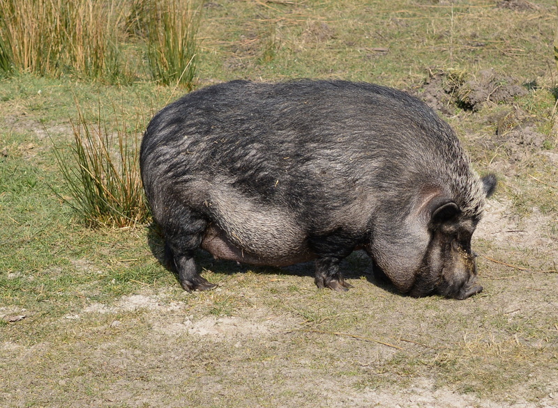 animal world, mammal, animal wildlife, sow, vertebrate, no people, pig, land, high angle view, one animal, animal themes, agriculture, nature, domestic