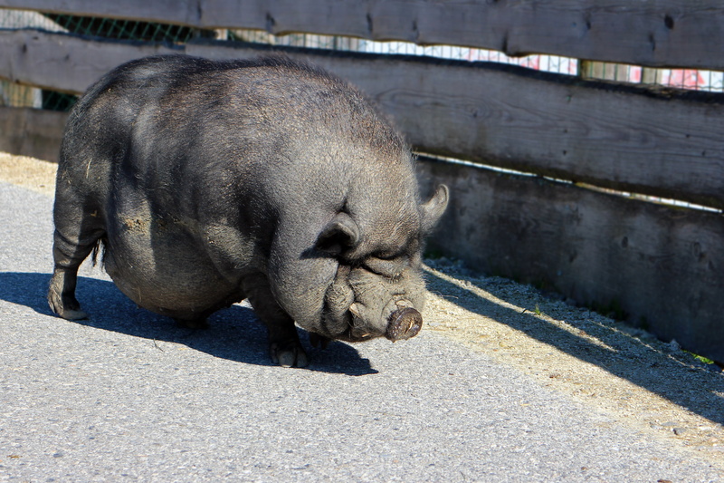 animal wildlife, day, mammal, thick, relaxation, sunlight, pot bellied pig, livestock, resting, animal, dirty, 4K, animal themes, sleeping, vertebrate