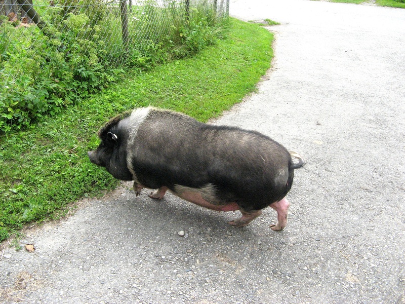 2K, road, field, vertebrate, domestic, land, animal, day, dog, one animal, nature, thick, grass, pot bellied pig, footpath, pets, art, livestock, canine