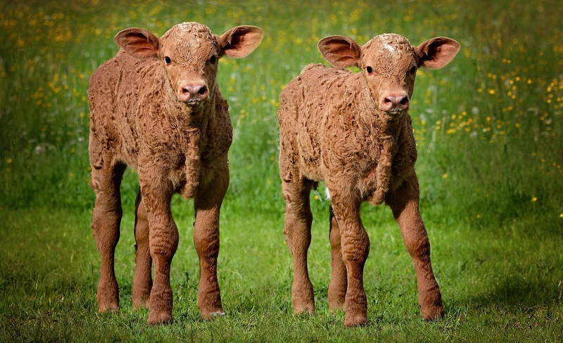 field, pasture, cow, mammal, animal, no people, outdoors, two, plant, cute, pets, animal themes, livestock, beef, stand, calves, brown, together, agriculture