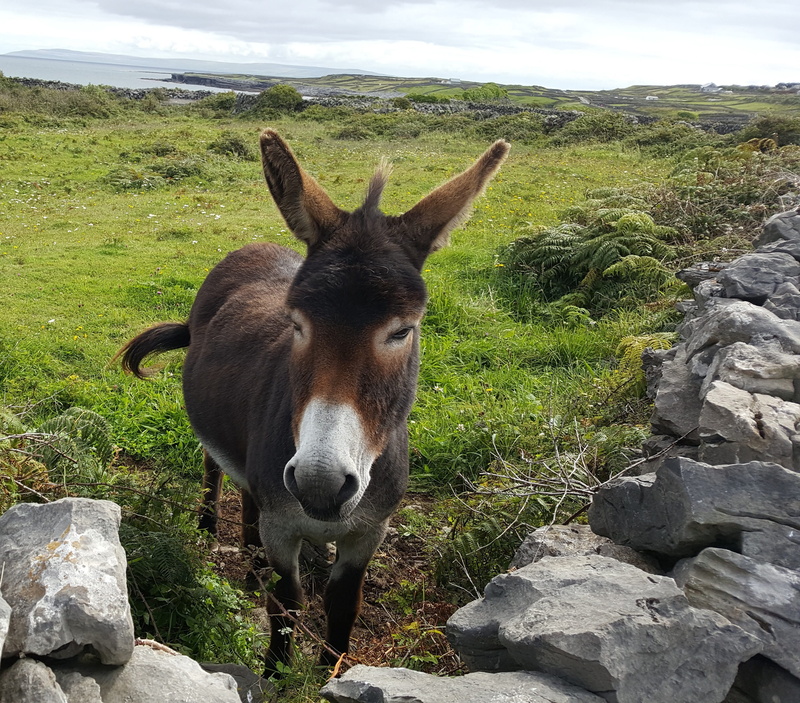 collection, rock, Donkey, solid, one animal, land, animal themes, vertebrate, day, standing, livestock, no people, herbivorous, domestic animals, photography