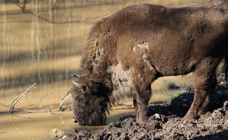 herbivorous, one animal, american bison, day, mammal, nature, massive, no people, animals in the wild, wild animals, winter, buffalo, snow, animal wildlife