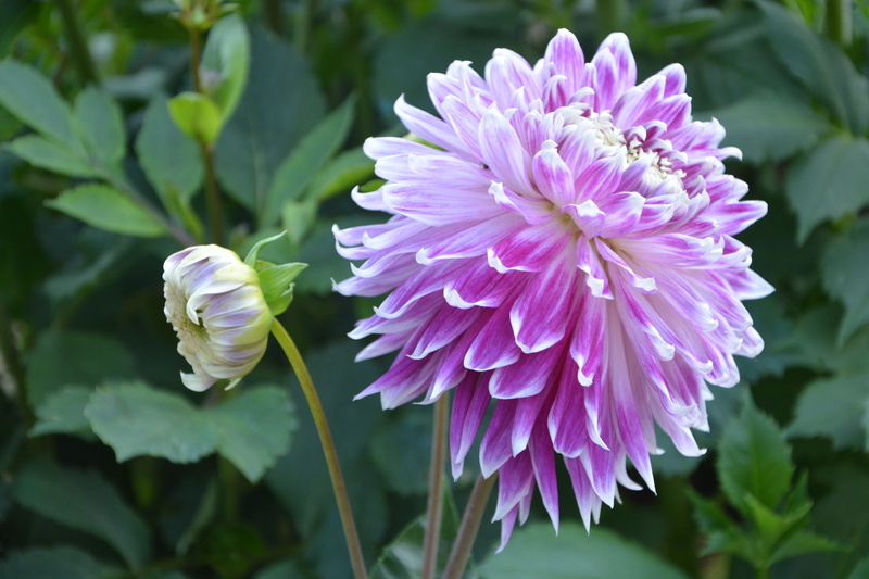 5K, nature, flower head, Button, plant, day, foliage, flower garden, close-up, purple, summer flowers, inflorescence, focus on foreground, summer, petal