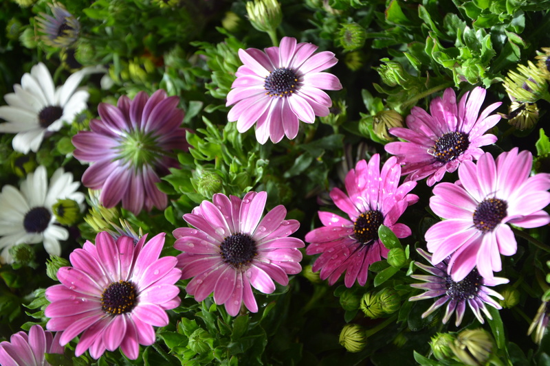 spring season, high angle view, petal, pink color, vulnerability, no people, inflorescence, osteospermum, freshness, plant, focus on foreground, pollen