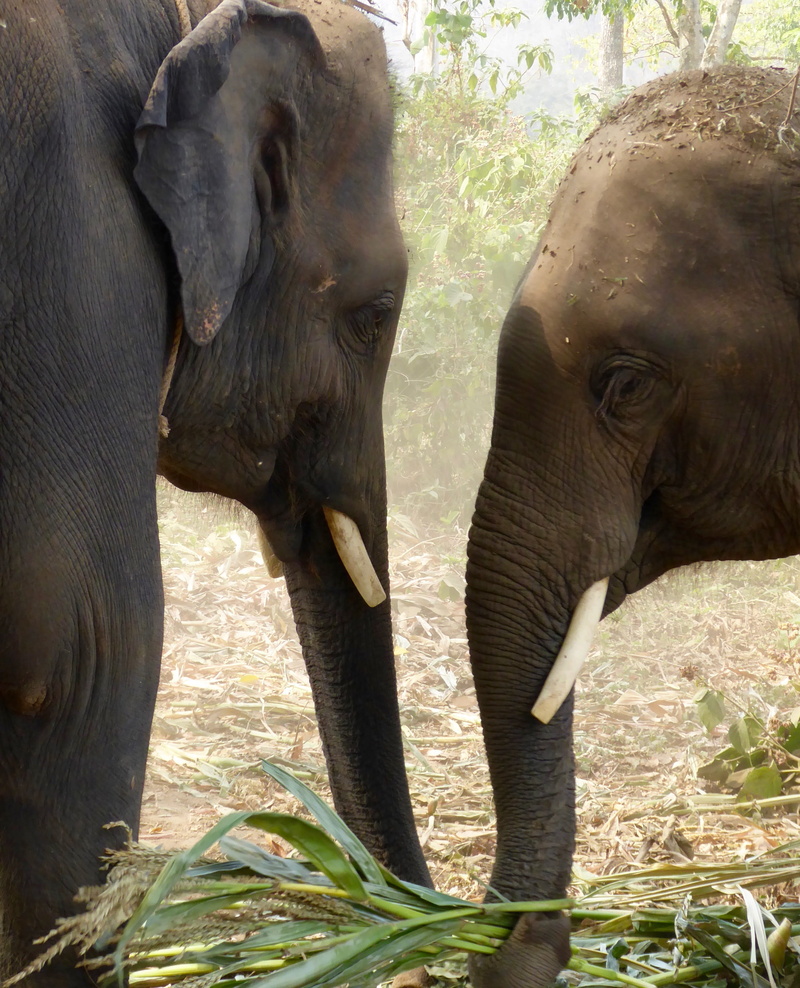 animal themes, massive, day, tree, bath, elephants, animal wildlife, land, animal trunk, tusk, elephant, trunk, forest, animal body part, old, animal head