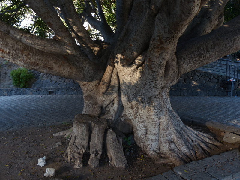 canary laurel, laurel tree, masca, brick, no people, persea azorica, solid, lauraceae, architecture, growth, sunlight, large, nature, outdoors, branch