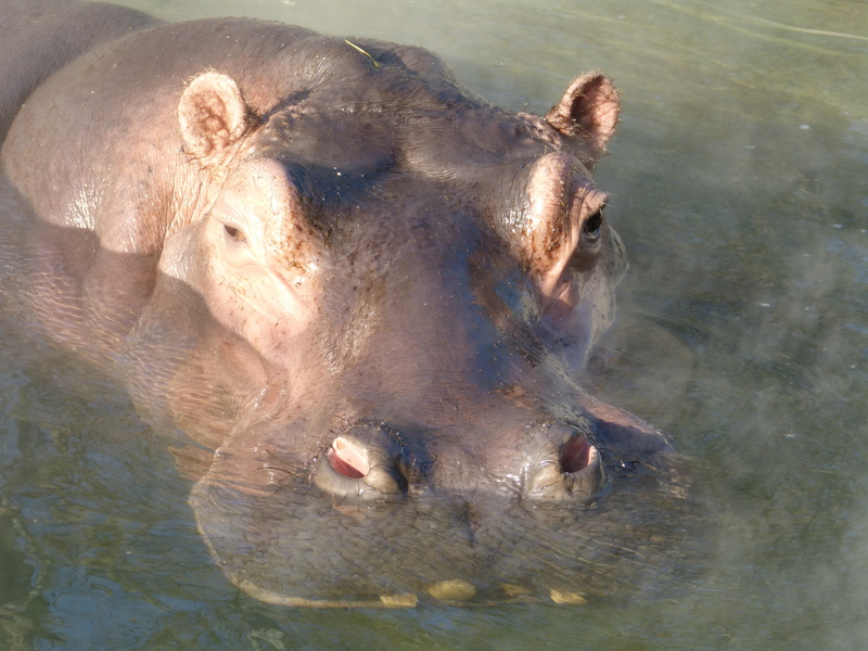 nature, lake, animal mouth, swimming, animal wildlife, hard, animal head, 4K, day, massive, eye, outdoors, one animal, large, high angle view, animals in the wild