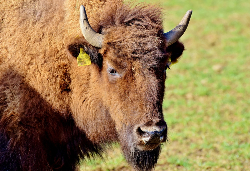 buffalo, horned, animal, outdoors, animal body part, domestic animals, beef, 5K, portrait, vertebrate, mammal, animals in the wild, livestock, wild, no people