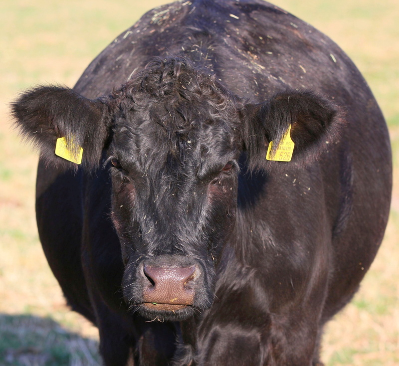 animal head, black, nature, focus on foreground, snout, pets, 2K, massive, black color, agriculture, cow, domestic animals, cattle, land, close up, animal world