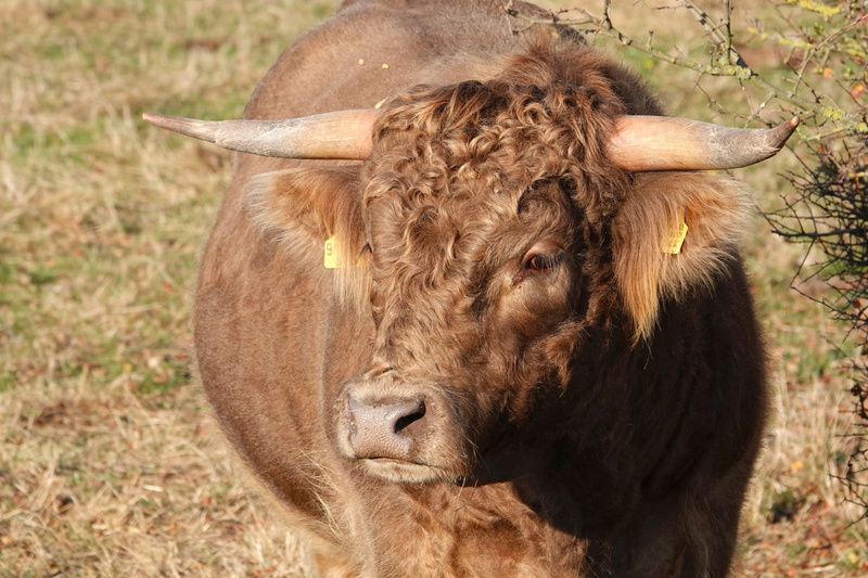 pets, ruminant, outdoors, nature, focus on foreground, close up, animal world, one animal, field, cattle, vertebrate, curly, close-up, animal, horns, massive