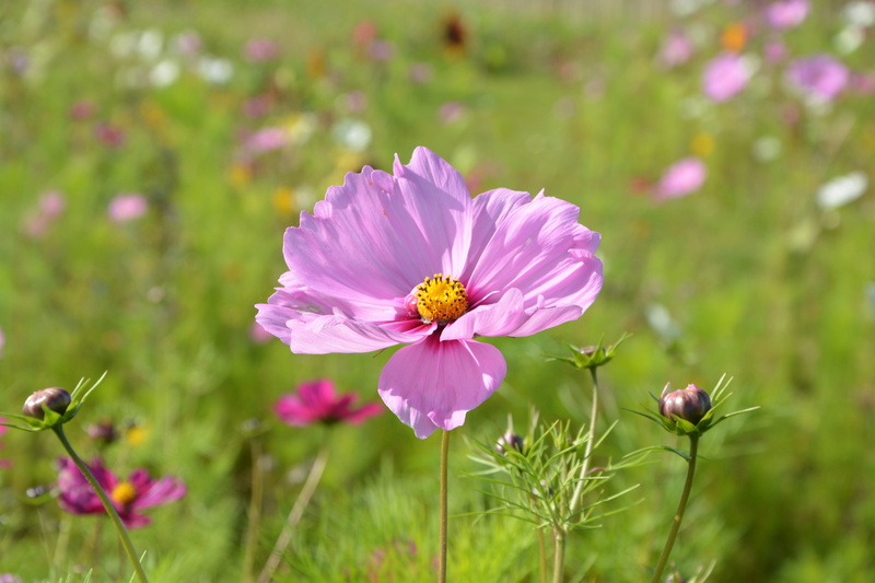 focus on foreground, pink flower purple, inflorescence, petal, purple flowers, growth, close-up, beauty in nature, flower head, 5K, corner rustic nature
