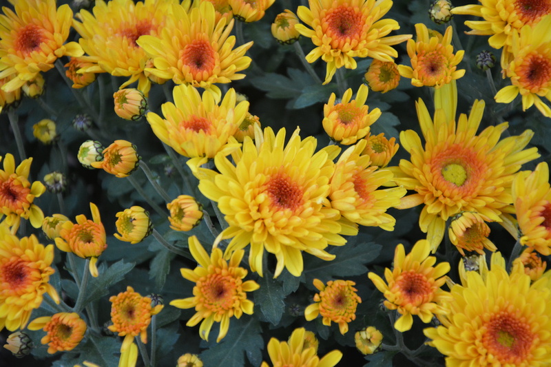 field, outdoors, beauty in nature, flowers nature, flowering plant, day, close-up, inflorescence, flowers, botany, petals, offer, bouquet, fragility, nature