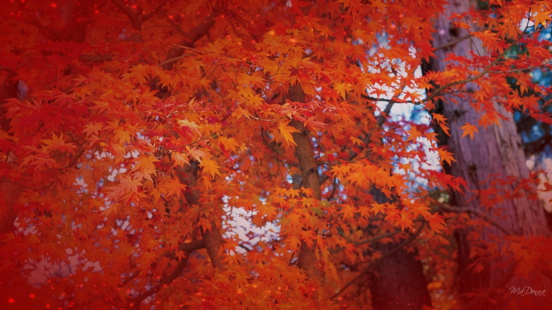1080P, leaves, 3d and abstr, colors, change, firefox persona, autumn, bright, tree, maple, fall, red
