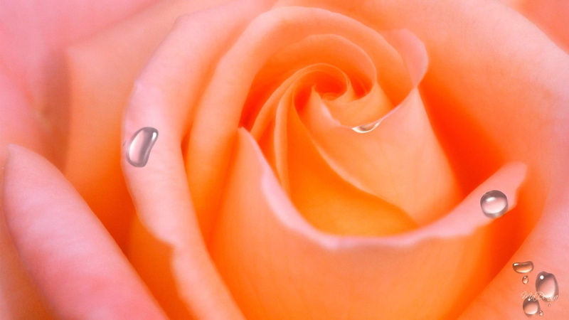 water, spring, rose, dew drops, peach, droplets, orange, perfect, 3d and abstr, 1080P, flower, apricot, summer