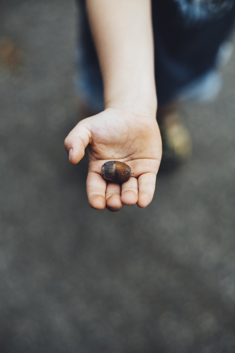 child, snoppy, kid, study, one Person, fallen, autumn, women, explore, females, small, human Hand, 5K, holding, investigate, close-up, brown, acorn, hand