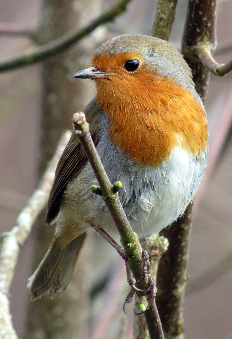 erithacus rubecula, bird, focus on foreground, twig, animal themes, tree, european, winter, animal, wildlife, plant, robin, animal wildlife, nature, outdoors