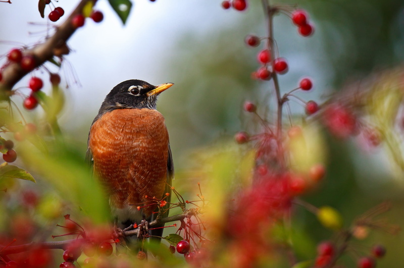 wildlife, thrush - Bird, animal themes, american, green Color, 2K, branch, beauty In Nature, animals in the wild, selective focus, vertebrate, robin, tree