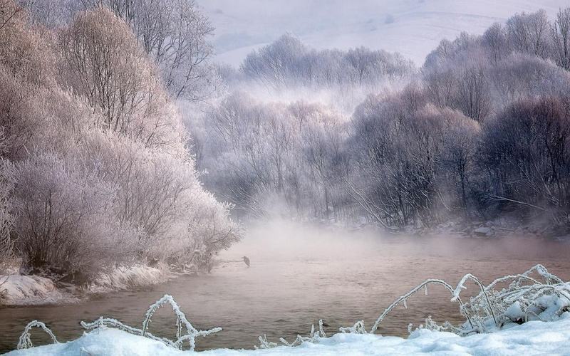 nature, 720P, environment, tranquil scene, snow, abstract, birds, no people, day, plant, frost, beauty in nature, trees, lake, forest, painting, black