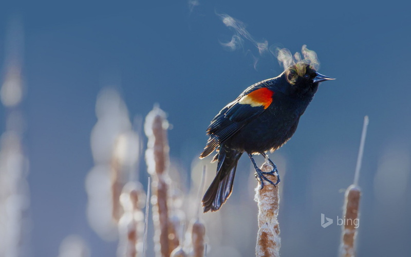 no people, 1080P, animal wildlife, blackbird, perching, d, bing, blue, minnesota, snow, winged, nature, vertebrate, cold temperature, outdoors, day, winter