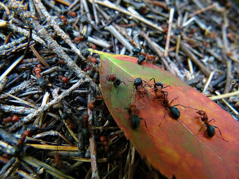ant, close-up, wood ants, group of animals, zoology, Ant, animal wildlife, plant, animals in the wild, ant hill, Black, Worker, high angle view, red, Black