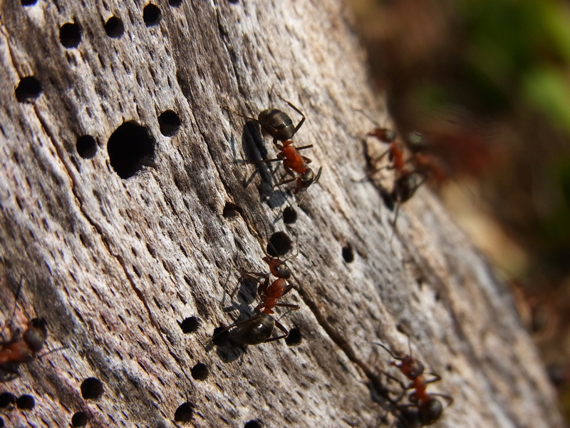 textured, tree, ant, Wood Ant, close-up, day, brown, Insect, invertebrate, Hymenoptera, forest, selective focus, animal themes, rough, arthropod, animal