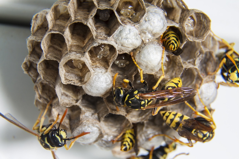 wasps, honeycomb, selective focus, beehive, group of animals, invertebrate, colony, medium group of animals, diaper, bee, animal wildlife, insect, wasps nest