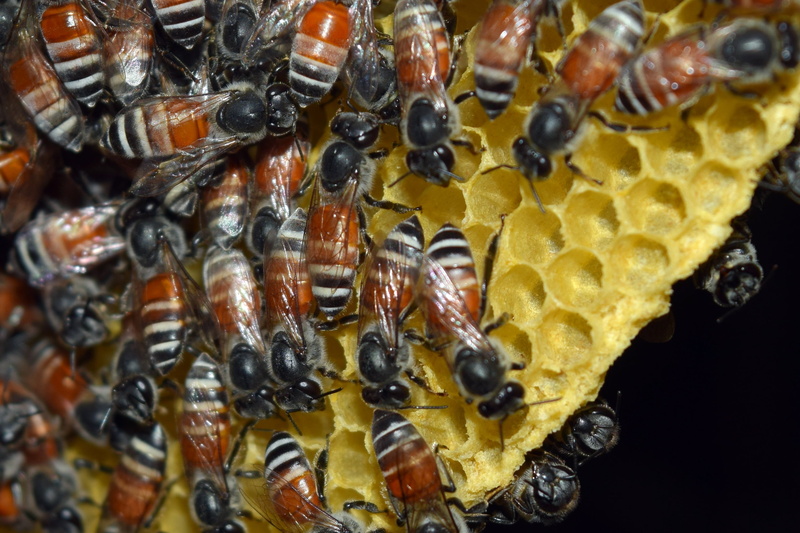 bee, honey, colony, invertebrate, animal themes, honey bee, apiculture, animals in the wild, marine, zoology, no people, nature, the hive, insect, large group of animals