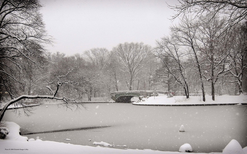 720P, trees, winter, snow, hd, bw, nature, bridge