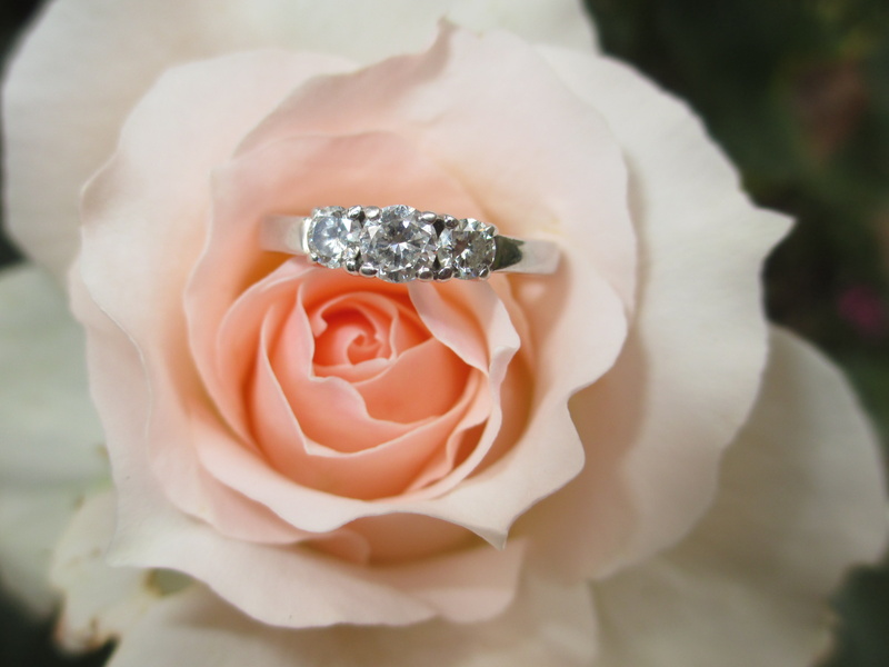 flower, freshness, ring, silver, engagement ring, wedding, luxury, rose - Flower, outdoors, beauty in nature, day, jewelry, 4K, engagement, rose, close-up