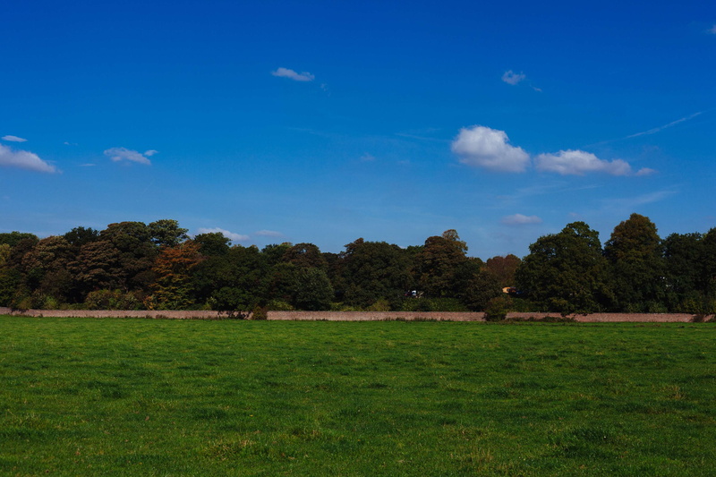 day, no people, growth, tranquility, environment, tree, beauty in nature, land, dunham massey, 4K, field, park, tranquil scene, blue, landscape, meadow