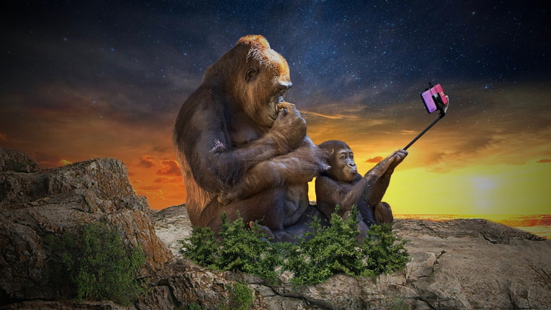 outdoors, sky, maimuta, ape, rock - object, nature, animal wildlife, group of animals, cloud - sky, Selfie, solid, funny, primate, mammal, gorilla, digital composite