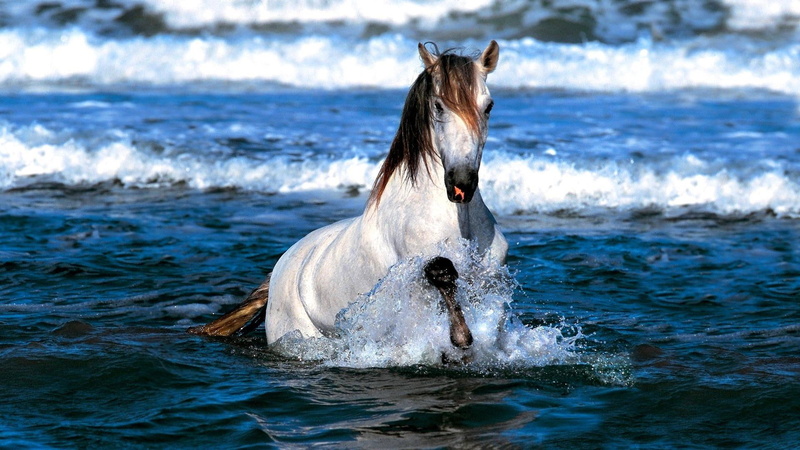 white horse, horse, 1080P, water, waves