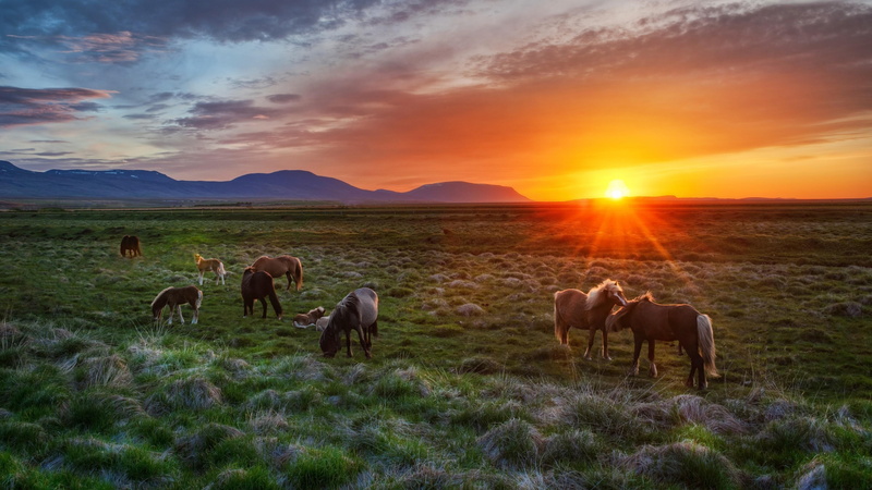 4K, wild horses, horses, field, sunset, meadow