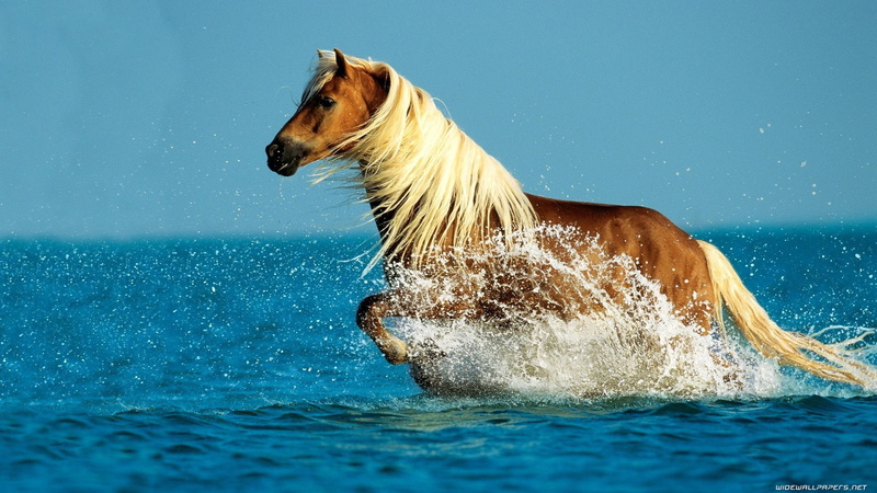 running, baby, wild, animals, 1920x1080, 4k pics, horses, 1080P