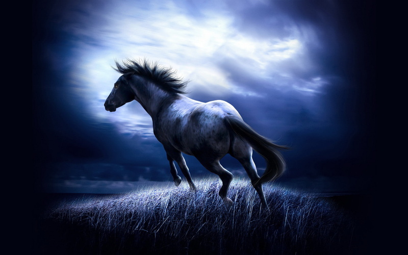 1920x1200, 4k pic, horse, Cool, 1080P