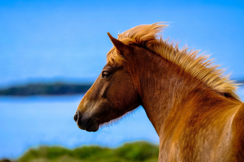 livestock, no people, profile view, one animal, vertebrate, 4K, animal, nature, horse, outdoors, side view, close-up, mammal, sky, brown, domestic, animal head