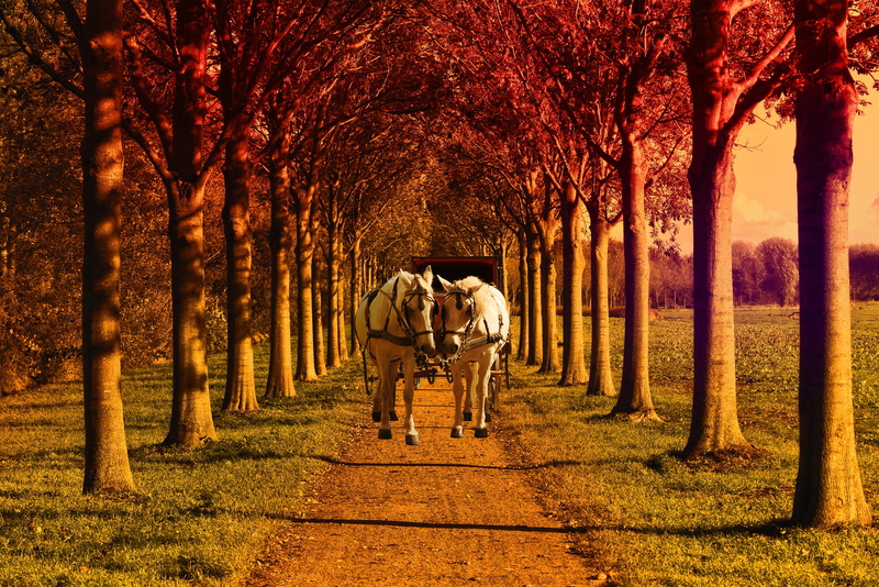day, treelined, grass, walking, former, path, leisure activity, trolley, field, men, park, childhood, togetherness, trunk, lifestyles, horses, tree trunk