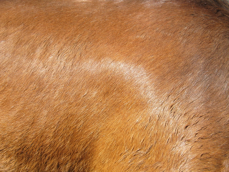 nature, mammal, textured, brown, animal themes, macro, animal skin, fur, texture, equine, flesh, close-up, textile, coat, animal wildlife, pattern, vertebrate