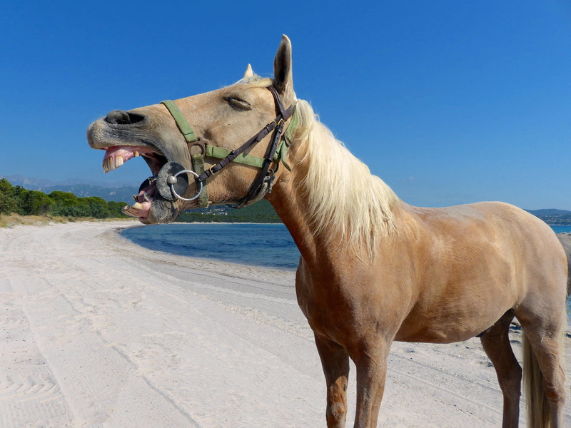 domestic animals, livestock, chestnut, sky, day, mouth open, one animal, animal themes, laugh, sea, blue, pets, domestic, sand, vertebrate, herbivorous