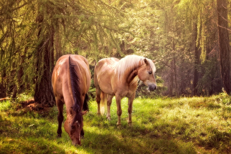 grass, horse, trees, Nature, equine animals, green, forest, horses, 1080P