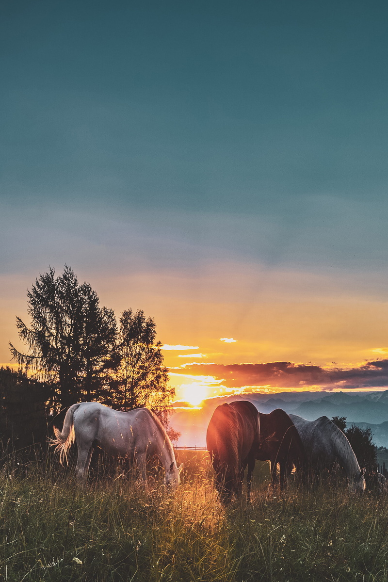 farm, 2K, morning, assorted, dawn, wildlife, elephant, animal, sun, grass, wild horses, grazing, nature, mammal, sunrise - Dawn, green, dusk, summer, mountain